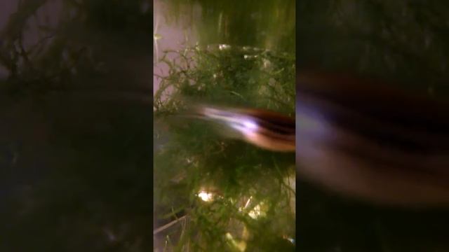GUPPI.MECHENOSEC.DANIO смотреть онлайн
