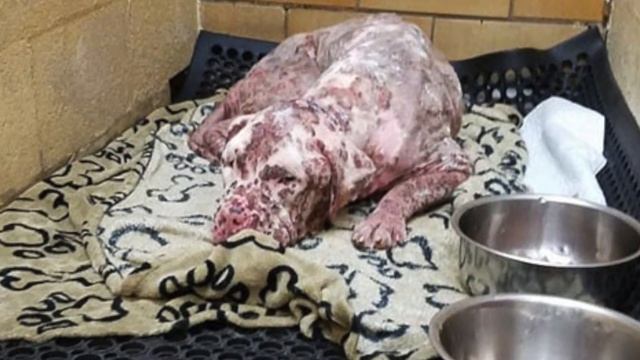 “Ugly” Puppy Stung By 1000s Of Bees Gets Abandoned By His Owners, Until One Woman Sees His Beauty смотреть онлайн