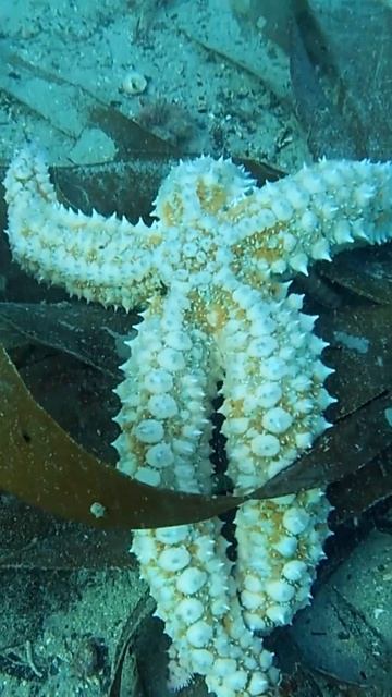Spiny starfish | Cornwall #shorts смотреть онлайн