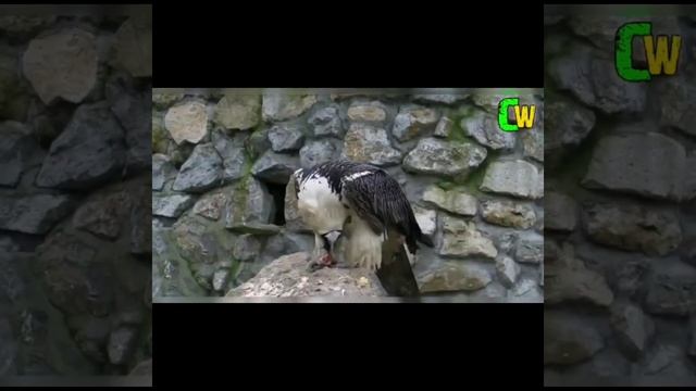 OMG😱दुनिया का सबसे निडर पंछी // most strongest birds #shorts #youtubeshorts #ytshorts смотреть онлайн