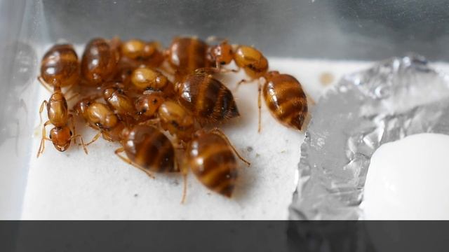 キイロシリアゲアリ女王は越冬中でも蜜餌を食べます смотреть онлайн
