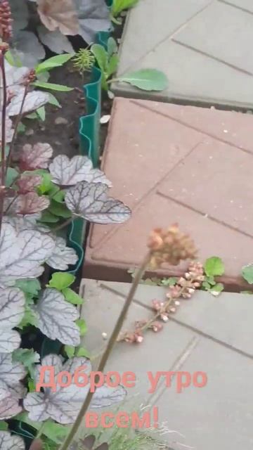 Доброе утро всем!!! смотреть онлайн