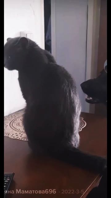 Бедный кот (ругают собаку) замучал кота #кот #собакен #юмор смотреть онлайн