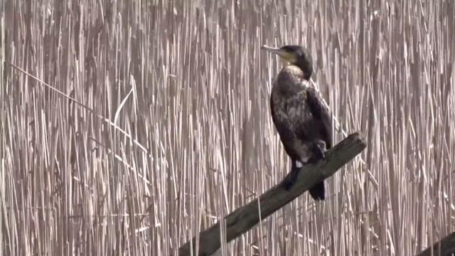 kormoran Phalacrocorax carbo, Great Cormorant, Grand Cormoran, Большой баклан смотреть онлайн
