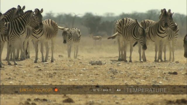 Dead elephant attracts scavengers смотреть онлайн