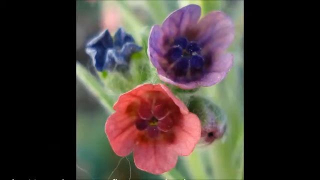 Link School Germany plants and flowers смотреть онлайн
