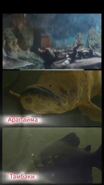 Самая большая рыба Амазонки смотреть онлайн