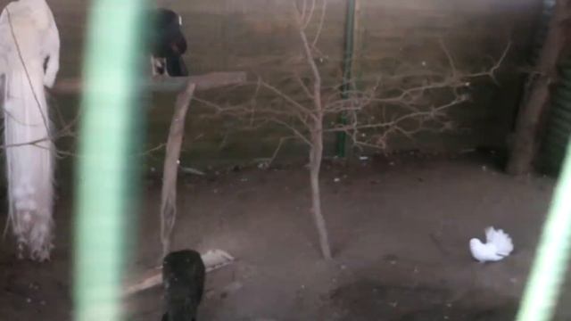 Методика Мастер Кит работает даже на павлинах смотреть онлайн