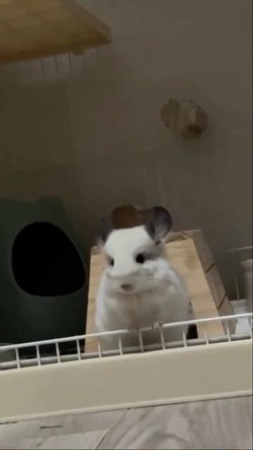 #chinchilla 🤗💞🐭 #shorts #shortvideo #funny #subscribe смотреть онлайн