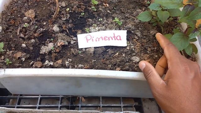 COLOQUE UMA PITADA DE CANELA EM PÓ E VEJA O QUE ACONTECE! смотреть онлайн