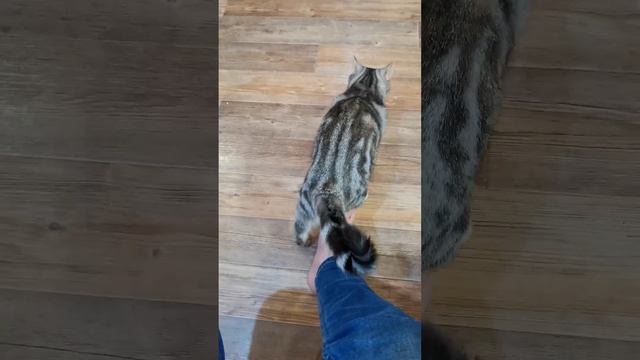 У кошек есть свой язык. Любятина смотреть онлайн