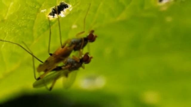 Neria cibaria (Diptera, Micropezidae) mating. смотреть онлайн