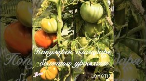 Томат сорт «Король ранних» не оставит равнодушным огородника!🍅🍅🍅