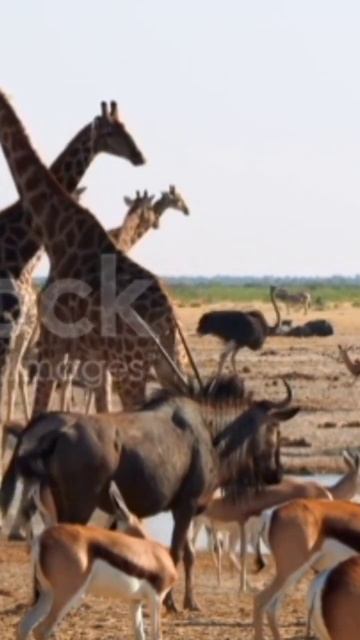 # Short # Giraf # Deer # 🦌🦌🦩🦩🦒🦒# Water # Viral # Video смотреть онлайн