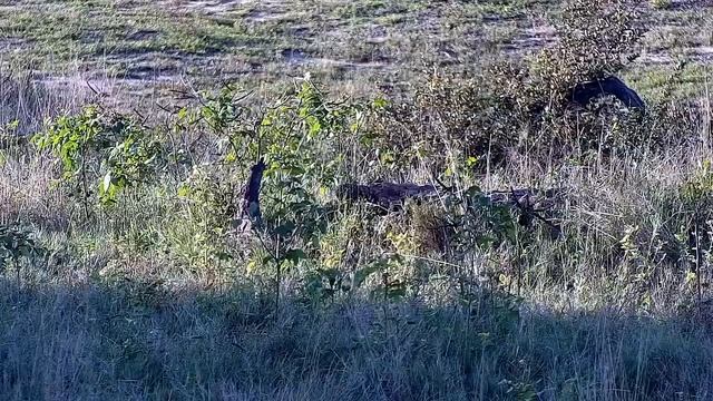 Djuma: Dwarf Mongoose - 16:27 - 04/22/2022 смотреть онлайн