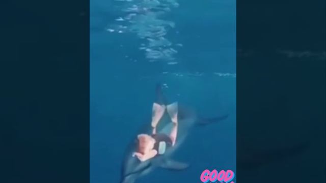 гармония смотреть онлайн