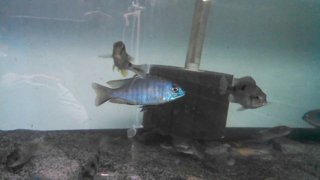 Otopharynx auromarginatus смотреть онлайн
