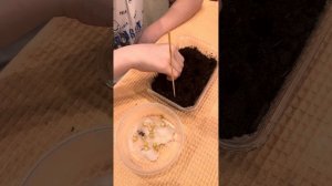 Биология. Проращивание семян гороха.