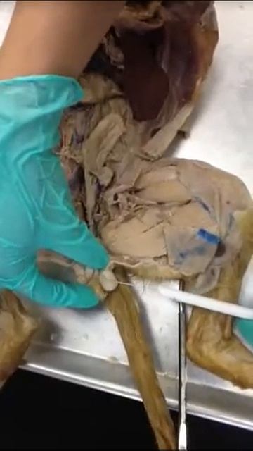 Male cat смотреть онлайн