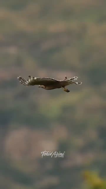 Red-shouldered Hawk in flight #birdsofyoutube #bird #wildlife #inflight #birdlovers #hawks #raptor смотреть онлайн