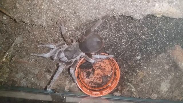 Tarantula feeding and bit in the tweezer Acanthoscurria suina смотреть онлайн
