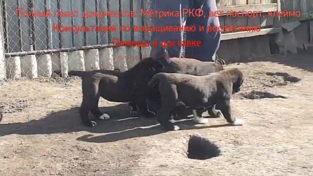 щенки алабая питомник Аз марал смотреть онлайн