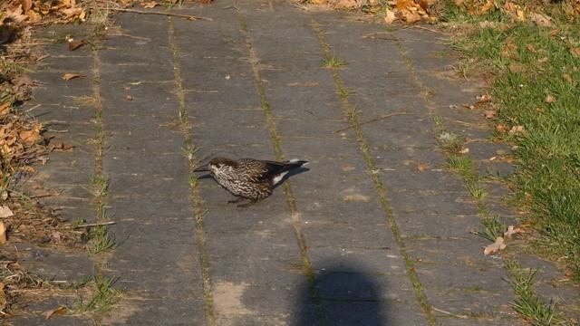 2018-11-21 Spotted Nutcracker, Wageningen The Netherlands смотреть онлайн
