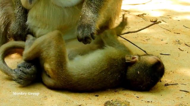 Your tears drop down, Baby Lola groomed monkey Tara till wiped out tears, Tara missed baby Toni смотреть онлайн