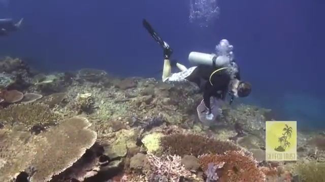 Bio Rock Clean Up Day - Blue Marlin Dive Gili Trawangan смотреть онлайн