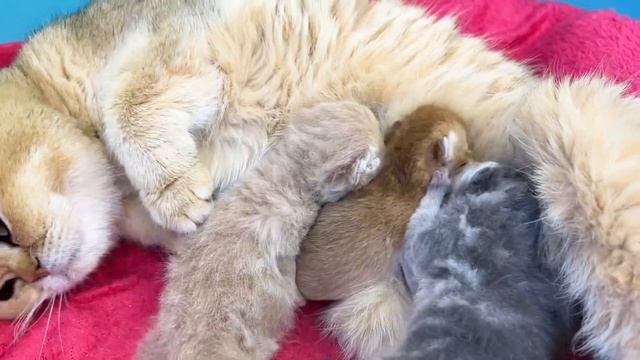 Care from the mother cat for foster kittens  carries, licks, feeds (ASMR)