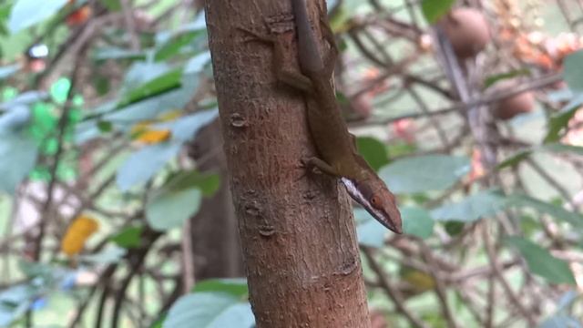 Anolis allisoni (Allison's anole, Blue-headed Anole - Lagartija cabeza azul) Video 04 смотреть онлайн