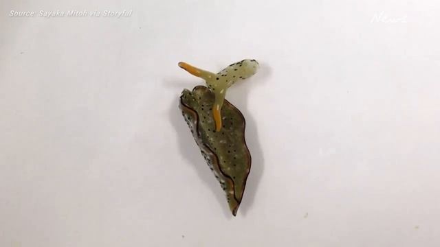 Decapitated sea slugs can regrow body смотреть онлайн