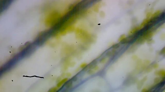 cyclosis hydrilla смотреть онлайн