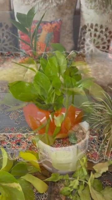 Small space plant#indoorplantplantnursery #gardendesign #plants #succulentsplanterspot #gardenideas смотреть онлайн