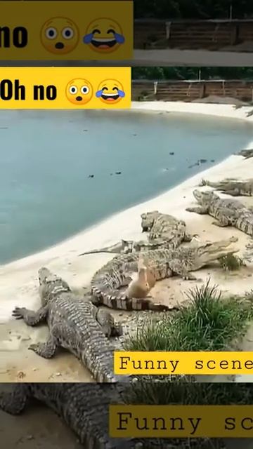 Ooooops#funniest Video# Duck Messed With Wrong Enemy #amazing Video#short