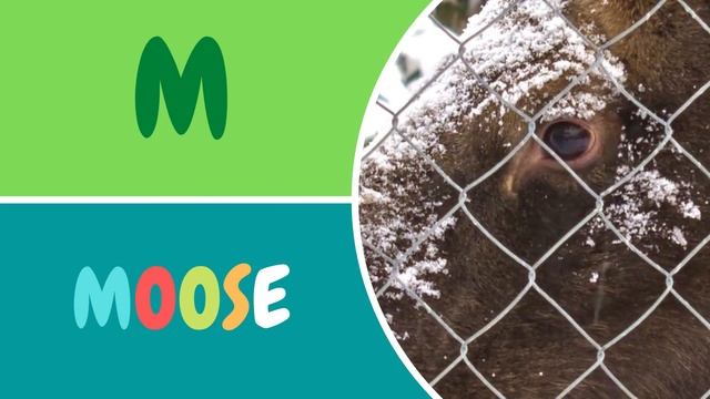 ABC Animals For Children-Learn Animal Alphabet For Kids #alphabet #cuteanimals #learnenglish