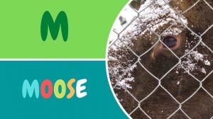 ABC Animals for Children-Learn Animal Alphabet For kids #alphabet #cuteanimals #learnenglish