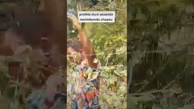 profeta x marimbondo chapéu смотреть онлайн