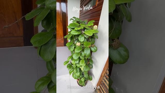 Hoya Viola