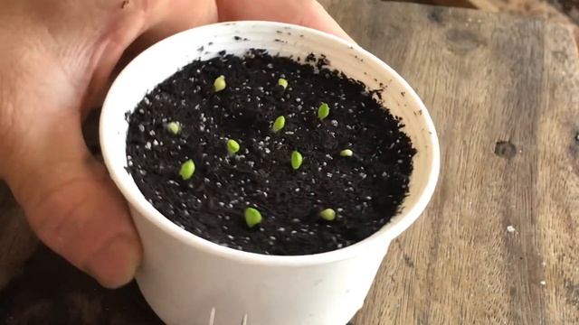 Update (5วัน) วิธีเพาะเมล็ดคางคกเหลี่ยม Pseudolithos cubiformid เพาะเมล็ดแคคตัส смотреть онлайн