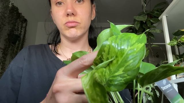 EPIPREMNUM AUREUM 'JESSENIA'