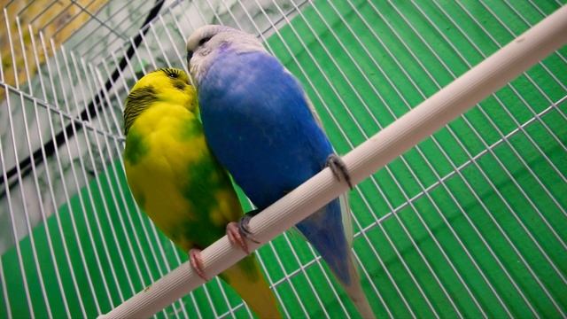 HIDDEN CAMERA FOOTAGE ||ഒളിക്യാമറ വീഡിയോ||LOVE BIRDS смотреть онлайн