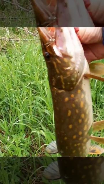 Рыбалка!!Такую можно и забрать😁 смотреть онлайн