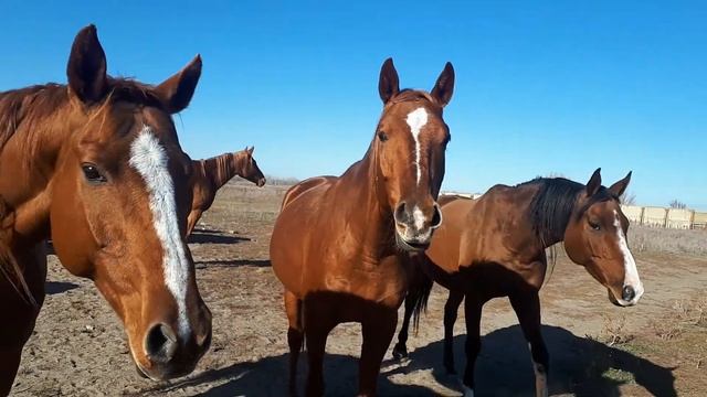 Буденновские кобылы смотреть онлайн