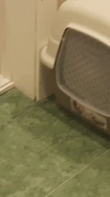 Новый горшок Семёна #кот #британскаякошка #котики #лоток #кошачий #кошачийлоток #туале смотреть онлайн