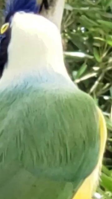 #chara verde смотреть онлайн