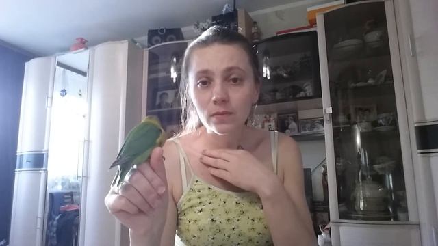 Ручнрй.Масковый ярко-зеленый,третий из выводка.Спокойный. смотреть онлайн