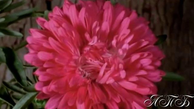 МАЧЕТЕ " ВЕЧНОСТЬ" смотреть онлайн