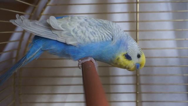 Околорадужный волнистый самечик смотреть онлайн