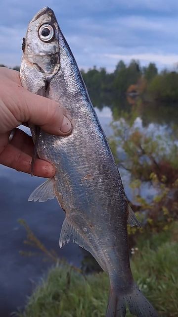 Чехонь на фидер #fishing #youtubeshorts #carpfishing #рыбалка #отдых #youtube смотреть онлайн